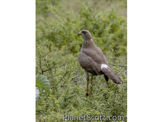 Eastern Chanting-Goshawk (Melierax poliopterus) - Juvenile
