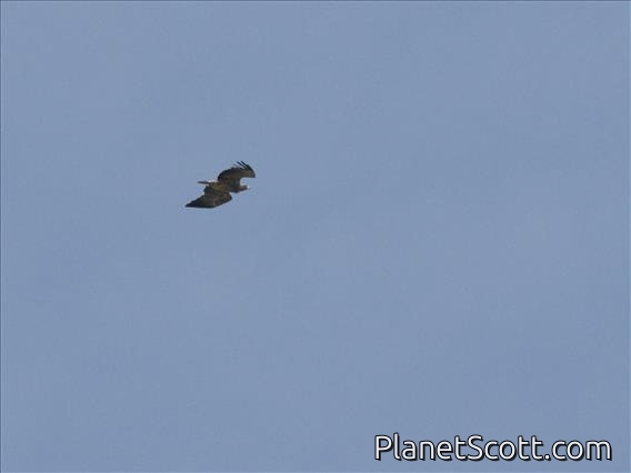 Wahlberg's Eagle (Hieraaetus wahlbergi)