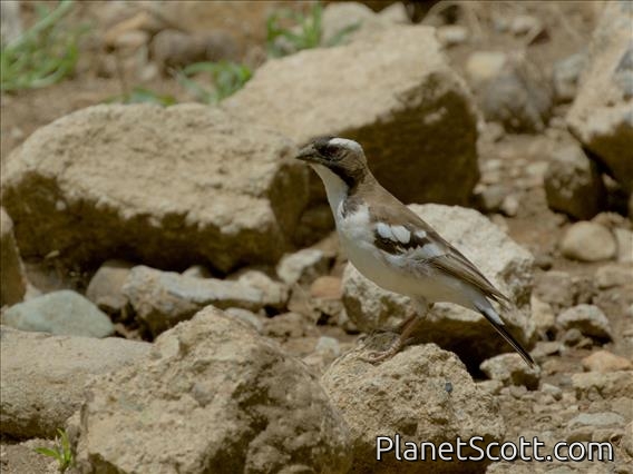 White-browed Sparrow-Weaver (Plocepasser mahali)