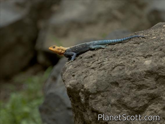 Dodoma Rock Agama (Agama dodomae)