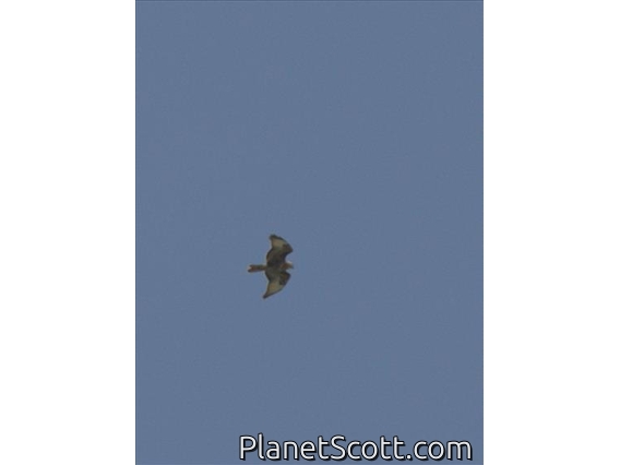 African Hawk-Eagle (Aquila spilogaster)