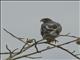 Booted Eagle (Hieraaetus pennatus)