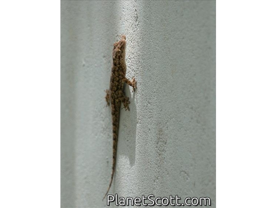 Tropican House Gecko (Hemidactylus mabouia)