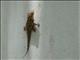 Tropican House Gecko (Hemidactylus mabouia)