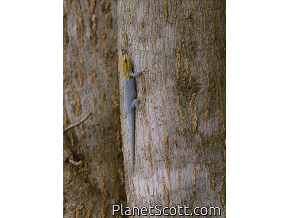 Painted Dwarf Gecko (Lygodactylus picturatus)