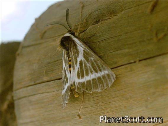 Lappet Moth (Lasiocampidae sp_tan)
