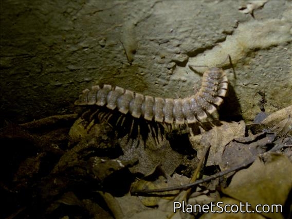 Flat-backed Millipede (Orodesminae sp)