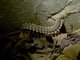 Flat-backed Millipede (Orodesminae sp)
