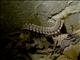 Flat-backed Millipede (Polydesmidae sp)