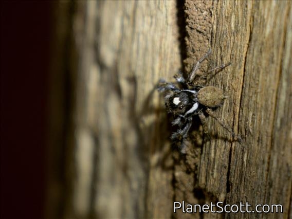 Jumping Spider (Salticidae sp)