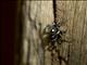 Jumping Spider (Salticidae sp)