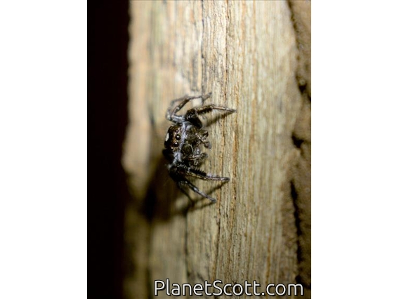 Jumping Spider (Salticidae sp)