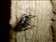 Jumping Spider (Salticidae sp)