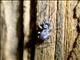 Jumping Spider (Salticidae sp)