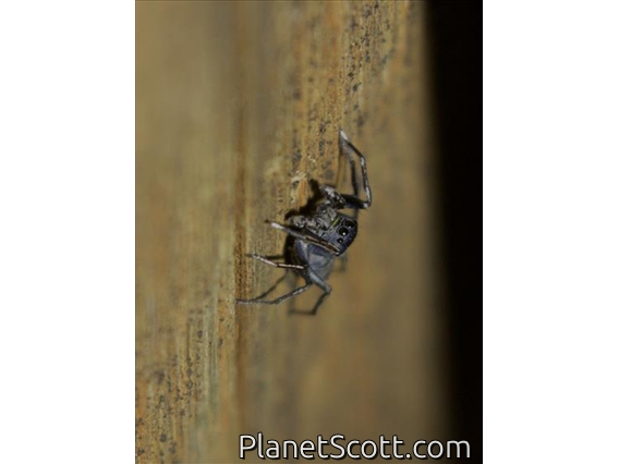 Jumping Spider (Salticidae sp)