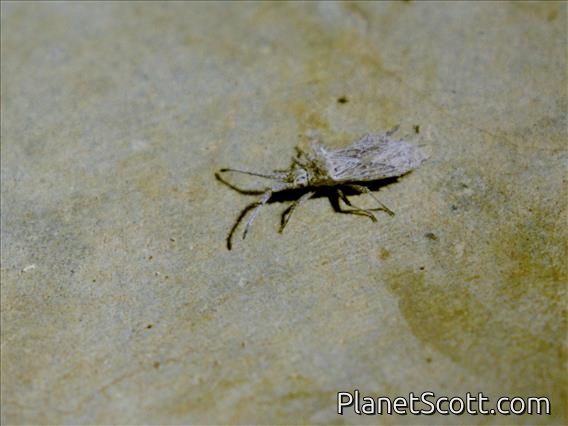 False Chinch Bug (Nysius sp)