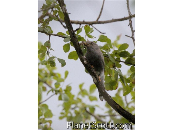 Retz's Helmetshrike (Prionops retzii) - Juvenile