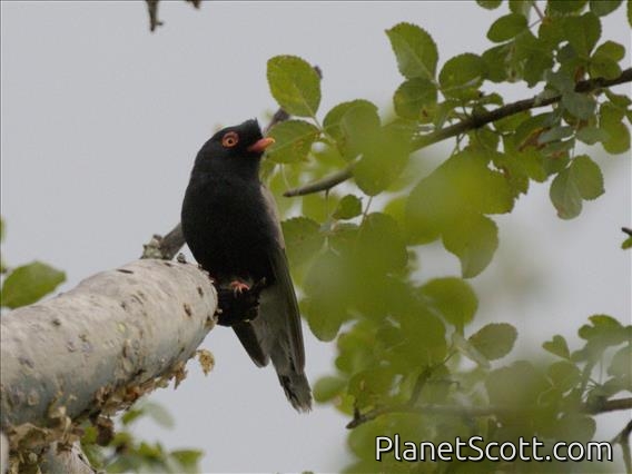 Retz's Helmetshrike (Prionops retzii)