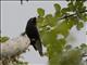 Retzs Helmetshrike (Prionops retzii)