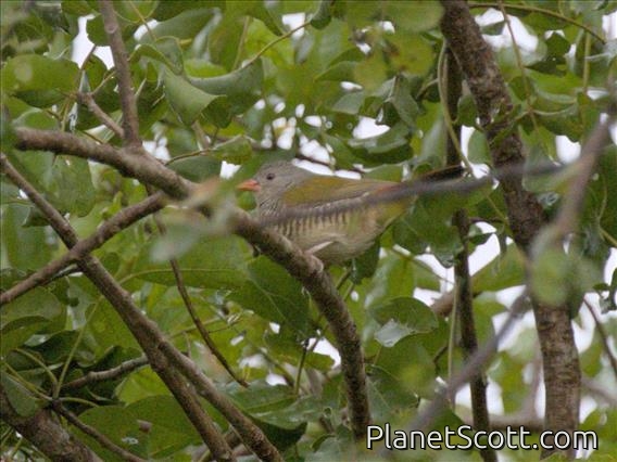 Green-winged Pytilia (Pytilia melba) - Female