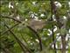 Green-winged Pytilia (Pytilia melba) - Female