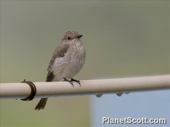 Spotted Flycatcher (Muscicapa striata)