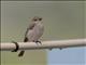 Spotted Flycatcher (Muscicapa striata)
