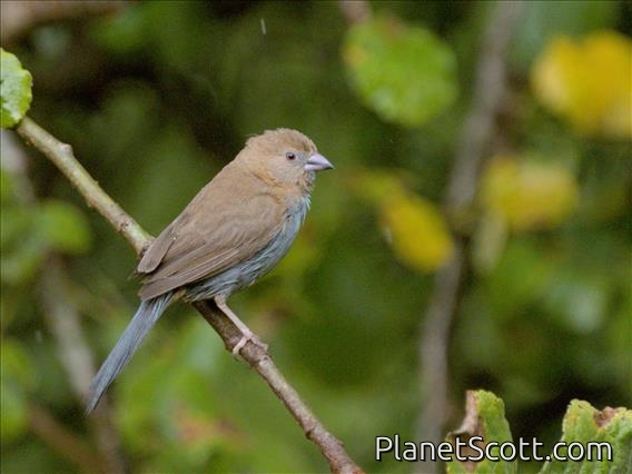 Red-cheeked Cordonbleu (Uraeginthus bengalus) - Female