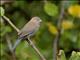 Red-cheeked Cordonbleu (Uraeginthus bengalus) - Female
