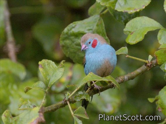 Red-cheeked Cordonbleu (Uraeginthus bengalus) - Male