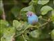 Red-cheeked Cordonbleu (Uraeginthus bengalus) - Male