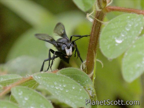 Thread-waisted Wasp (Sphex fumicatus)