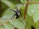 Thread-waisted Wasp (Sphex fumicatus)