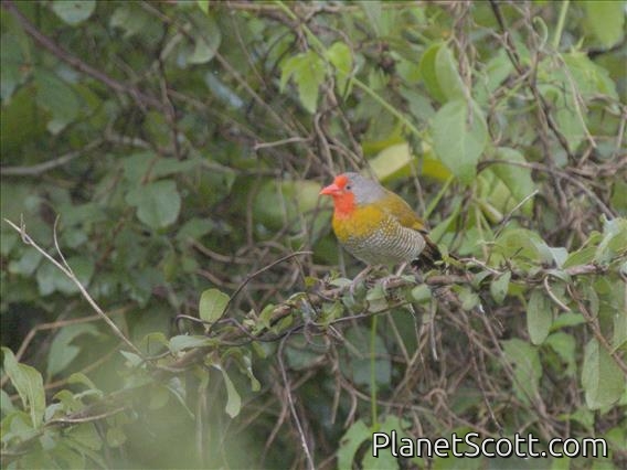 Green-winged Pytilia (Pytilia melba) - Male