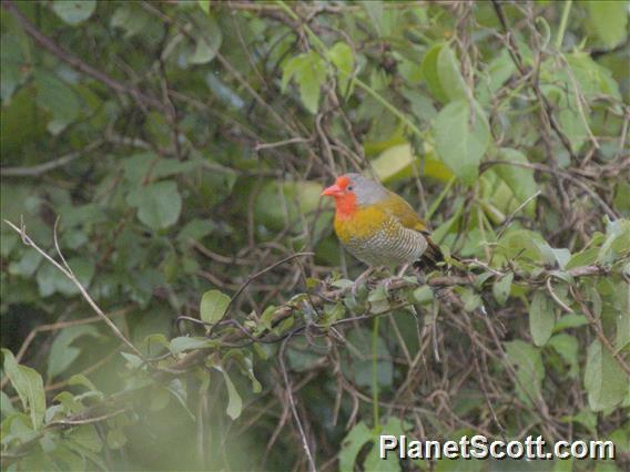 Green-winged Pytilia (Pytilia melba)