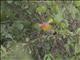 Green-winged Pytilia (Pytilia melba) - Male