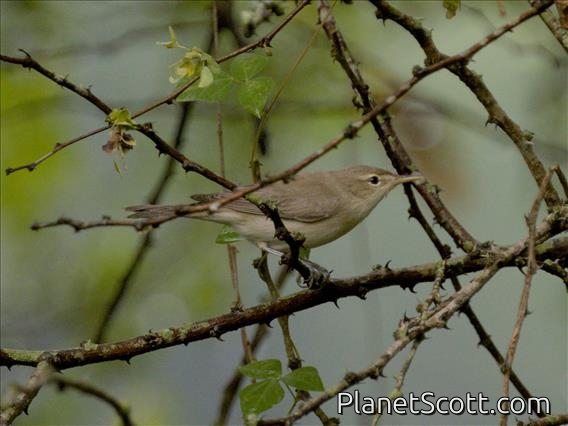 Eastern Olivaceous Warbler (Iduna pallida)