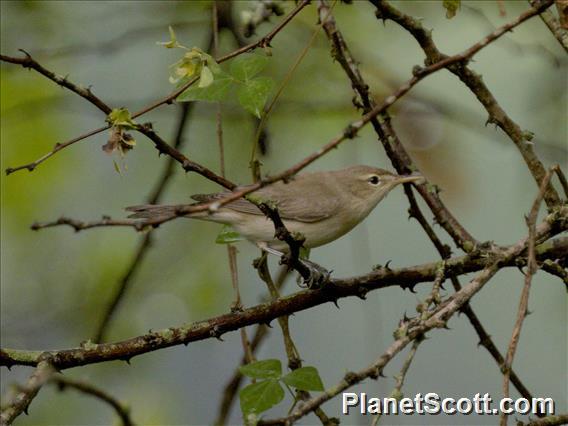 Garden Warbler (Sylvia borin)