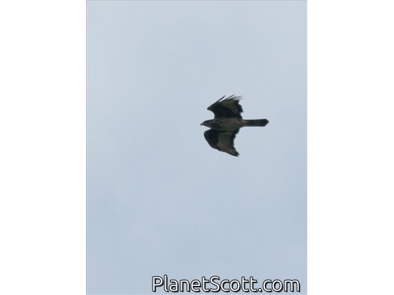 Common Buzzard (Buteo buteo)