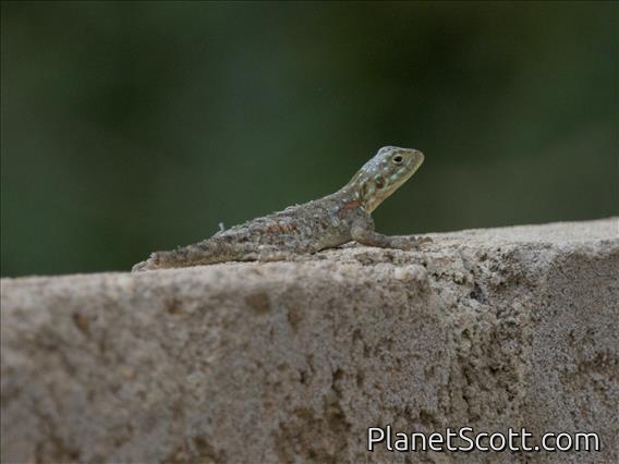 Kenya Rock Agama (Agama lionotus) - Female