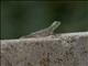 Kenya Rock Agama (Agama lionotus) - Female