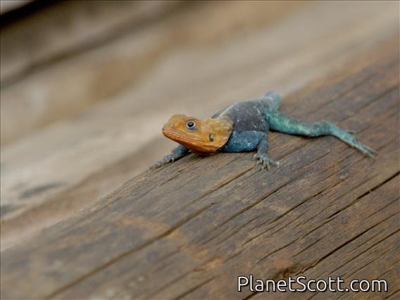 Kenya Rock Agama (Agama lionotus) - Male