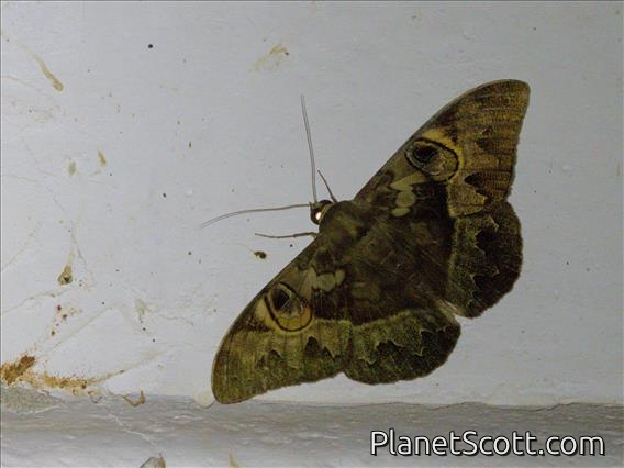 Erebid Moth (Cyligramma fluctuosa)