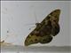 Erebid Moth (Cyligramma fluctuosa)
