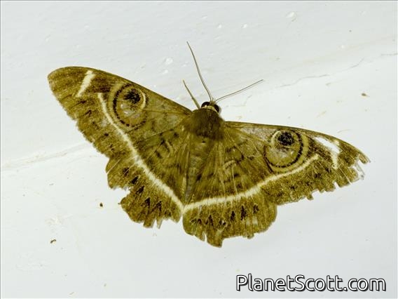 Creamstriped Owl (Cyligramma latona)