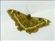 Creamstriped Owl (Cyligramma latona)