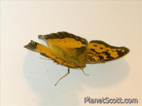 Darker Commodore (Precis antilope)