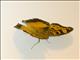 Darker Commodore (Precis antilope)