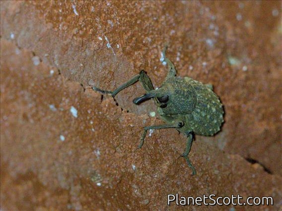 Weevil (Sipalinus sp)