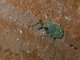 Weevil (Sipalinus aurivilli)